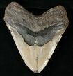 Bargain Megalodon Tooth - North Carolina #15744-2